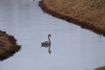 2024-01-16-SAC-Gaissauer-Riet-R6II0990