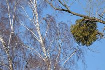 2024-01-16-SAC-Gaissauer-Riet-R6II0993