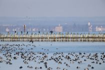 2024-01-16-SAC-Gaissauer-Riet-R6II0998