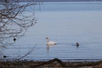 2024-01-16-SAC-Gaissauer-Riet-R6II1017