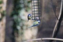 2024-01-16-SAC-Gaissauer-Riet-R6II1026