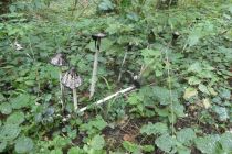 2024-10-08-SAC-RS-Giessen-Altb-06