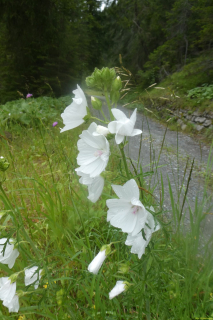 2024-07-16-SAC-RS-Landwasser-039