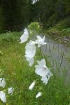 2024-07-16-SAC-RS-Landwasser-039