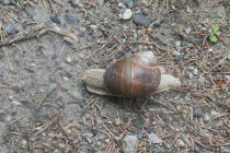 2024-07-16-SAC-RS-Landwasser-052