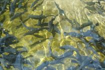 2024-07-16-SAC-RS-Landwasser-104