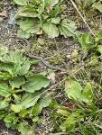 IMG-20240627-WA0004