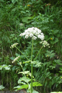 2025-07-01-SAC-RS-Sen-Goggeien-040
