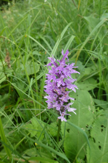 2025-07-01-SAC-RS-Sen-Goggeien-061