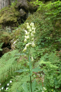 2025-07-01-SAC-RS-Sen-Goggeien-072