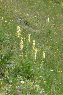 2025-07-01-SAC-RS-Sen-Goggeien-084