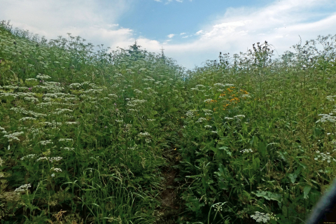 2025-07-01-SAC-RS-Sen-Goggeien-097_bearbeitet-1