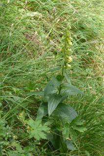 2025-07-01-SAC-RS-Sen-Goggeien-157