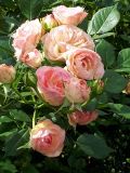 IMG-20250917-WA0001