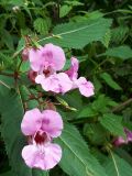 IMG-20250917-WA0006