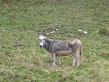 2025-10-14-SAC-RS-Furggenhoehle-013_bearbeitet-1