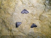 2025-10-14-SAC-RS-Furggenhoehle-081_bearbeitet-1