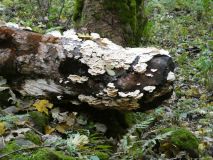 2025-10-14-SAC-RS-Furggenhoehle-147