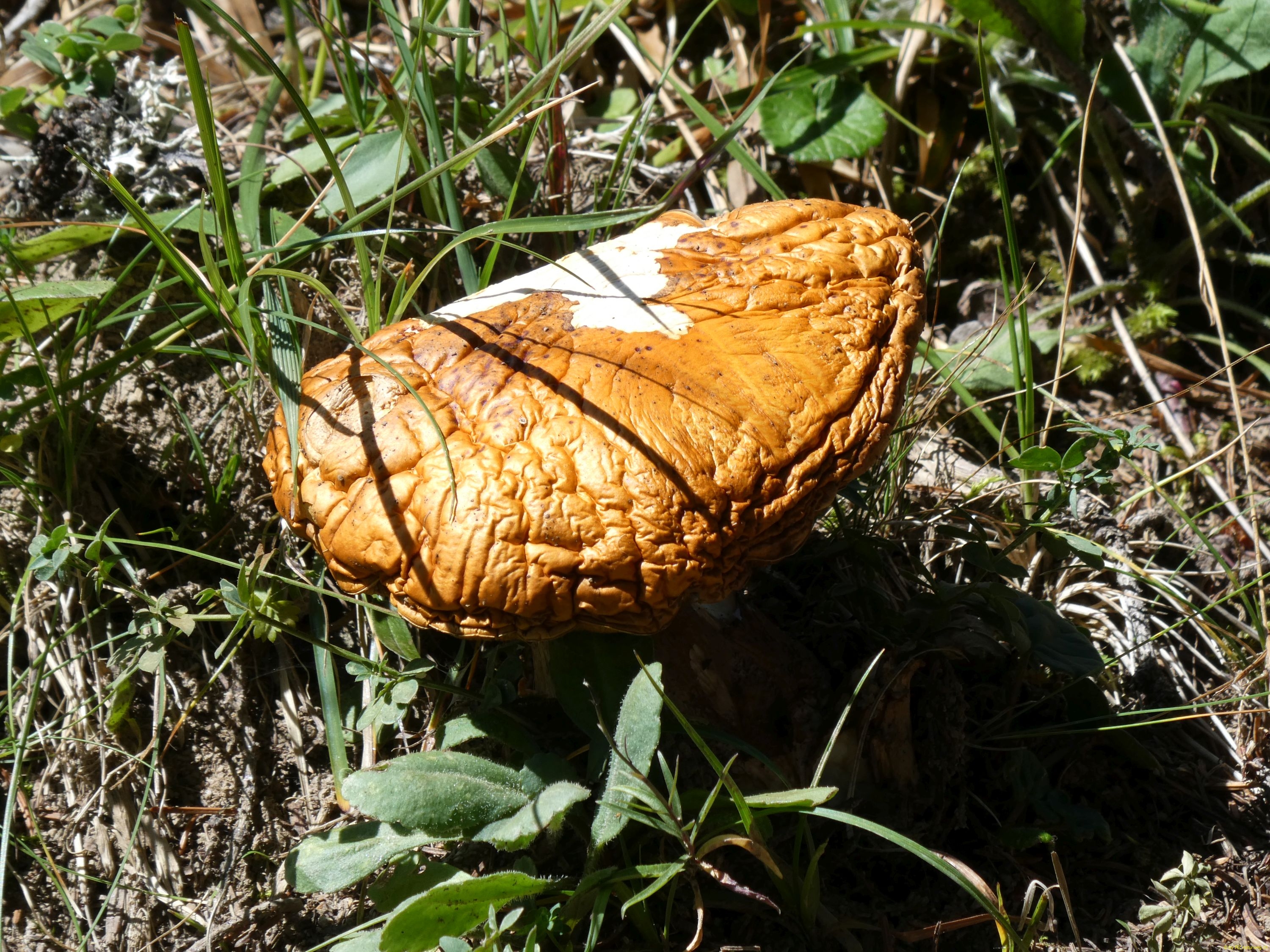 2025-08-12-SAC-RS-Alpspitz-FL-170