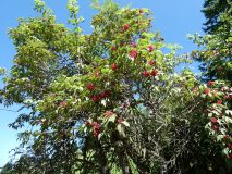 2025-08-12-SAC-RS-Alpspitz-FL-186