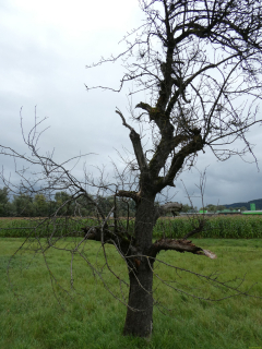 2025-09-02-SAC-RS-Alter-Rhein-07