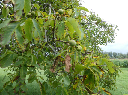 2025-09-02-SAC-RS-Alter-Rhein-08