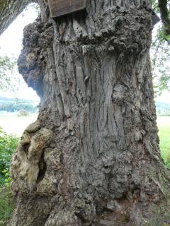 2025-09-02-SAC-RS-Alter-Rhein-20