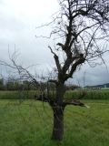 2025-09-02-SAC-RS-Alter-Rhein-07
