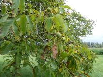 2025-09-02-SAC-RS-Alter-Rhein-08