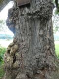 2025-09-02-SAC-RS-Alter-Rhein-20
