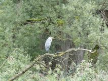 2025-09-02-SAC-RS-Alter-Rhein-23