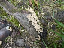 2025-09-02-SAC-RS-Alter-Rhein-37