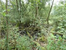 2025-09-02-SAC-RS-Alter-Rhein-38