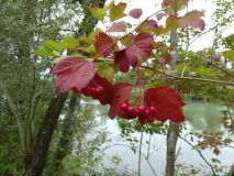 2025-09-02-SAC-RS-Alter-Rhein-39