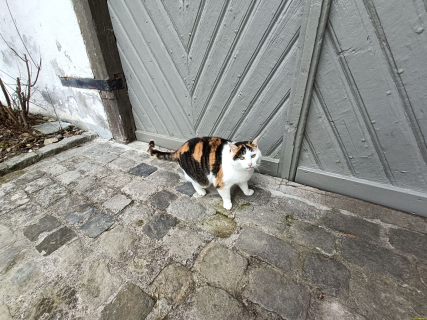 IMG20250311095233