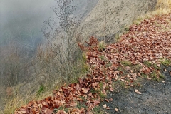 2025 SAC RS Gehrenberg (D)