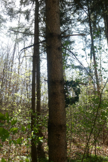 2025-04-08-SAC-RS-KummenSchlos-23