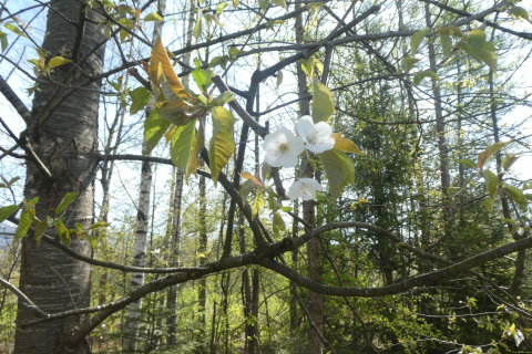 2025-04-08-SAC-RS-KummenSchlos-28