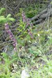 2025-07-15-SAC-RS-Monst-Filisu-057_bearbeitet-1