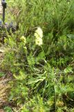 2025-07-15-SAC-RS-Monst-Filisu-131