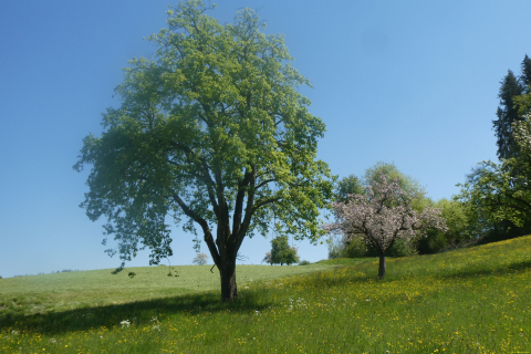 2025-04-29-SAC-RS-Nollen-Barfu-77