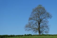 2025-04-29-SAC-RS-Nollen-Barfu-13_bearbeitet-1