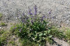 2025-04-29-SAC-RS-Nollen-Barfu-38