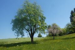 2025-04-29-SAC-RS-Nollen-Barfu-77
