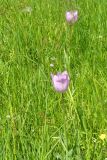 2025-04-29-SAC-RS-Nollen-Barfu-94_bearbeitet-1