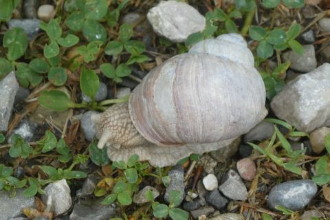 2025-05-06-SAC-RS-Thurweg-Jons-32