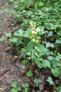 2025-05-06-SAC-RS-Thurweg-Jons-64