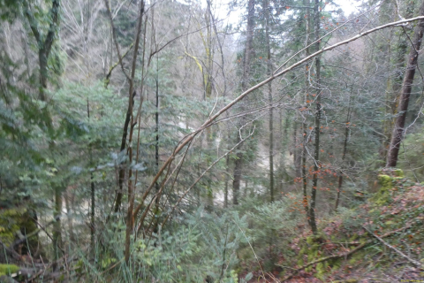 2025-01-28-SAC-RS-Moersch-Roggw-02