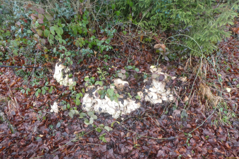 2025-01-28-SAC-RS-Moersch-Roggw-08