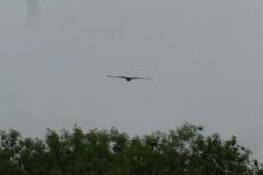 2025-05-13-SAC-RS-Ramsen-Sparg-031